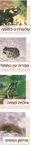 (בספר ארבע תמונות, היעזר במנחה)